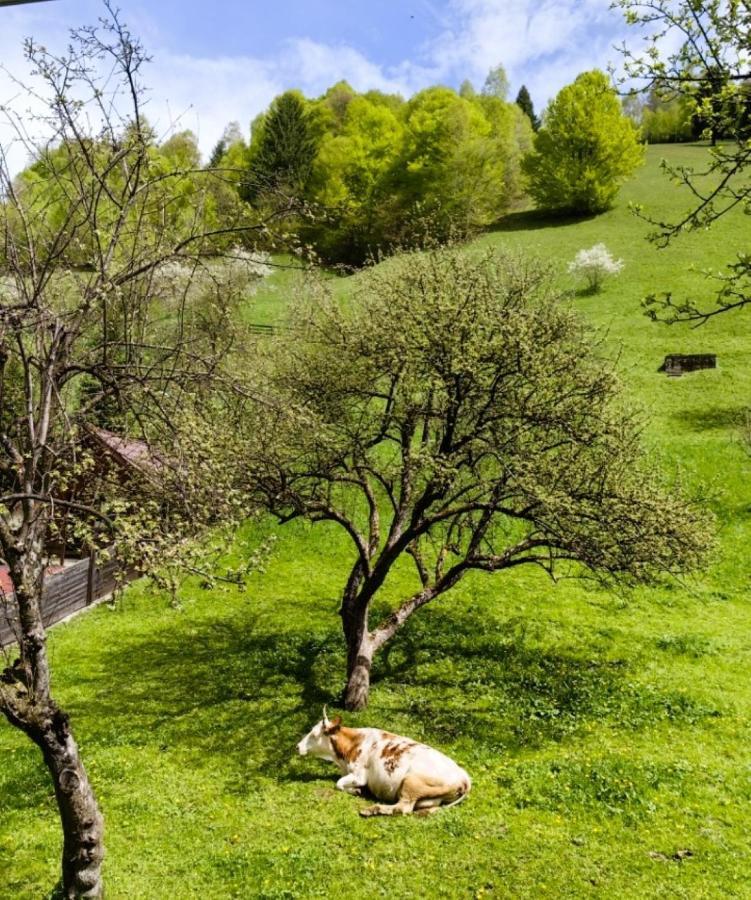 Voinescu House - Natural Living & Eating Simon Luaran gambar